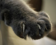 Talk to the Paw Photograph by M Kathleen Warren
