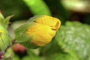 Talking Baby Primrose Photograph by Marj Esch