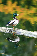 Talking Mallard Photograph by Jerry Cahill