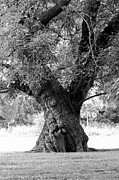 Tall and Twisted Photograph by Bentley Davis