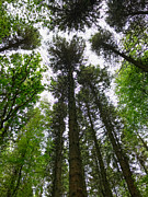 Tall tree tops seen from below Photograph by Patricia Hamilton