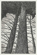 Tall Trees in Perspective Drawing by Jonathan Baldock Tall Trees in Perspective Drawing by Jonathan Baldock
