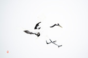 Tancho crane Photograph by Yoshiki Nakamura