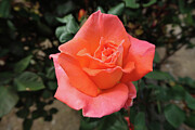 Tangerine Rose Photograph by Robert Blandy Jr