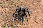 Tarantula Photograph by Steve Templeton Tarantula Photograph by Steve Templeton