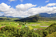 Taro Fields - Kauai, Hawaii Photograph by Melanie Alexandra Price