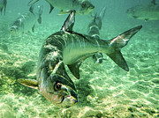 Tarpon Photograph by John Clark