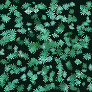 Teal Daisies Digital Art by Bamalam Art
