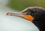 Teal Eyes Photograph by Kathi Isserman