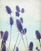 Teasel Photograph by Lupen Grainne