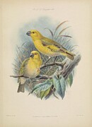 Telespiza flavissima Laysan Finch Digital Art by Rothschild J G Keulemans Telespiza flavissima Laysan Finch Digital Art by Rothschild J G Keulemans