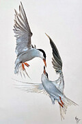 Tern Around Painting by Mark Ray