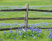 Texas Bluebonnets Along Fence Line Photograph by Robert Bellomy Texas Bluebonnets Along Fence Line Photograph by Robert Bellomy