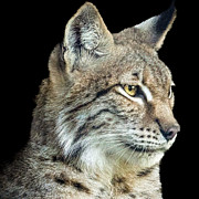 Texas Bobcat Photograph by Cheri Freeman