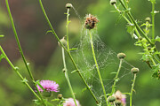 Texas purple thistle and dew covered spiderweb Photograph by Brigitte Blanchette Thompson Texas purple thistle and dew covered spiderweb Photograph by Brigitte Blanchette Thompson