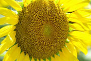 Texas-sized Sunflower Photograph by Robert Bellomy Texas-sized Sunflower Photograph by Robert Bellomy