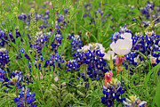 Texas Bluebonnets and Pink Evening Primrose at McKinney Falls State Park Photograph by Brigitte Blanchette Thompson Texas Bluebonnets and Pink Evening Primrose at McKinney Falls State Park Photograph by Brigitte Blanchette Thompson