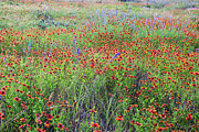 Texas Wildflowers in Bloom - Indian Blanket and Prairie Flowers Photograph by Brigitte Blanchette Thompson Texas Wildflowers in Bloom - Indian Blanket and Prairie Flowers Photograph by Brigitte Blanchette Thompson
