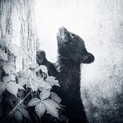 Textured Bear Cub On Tree Cool Tone Photograph by Dan Sproul