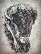 Textured Bison Head Wildlife Photograph by Dan Sproul