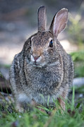 That Nose Photograph by Linda Bonaccorsi