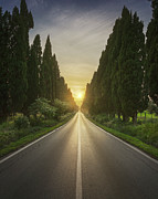 The avenue of Bolgheri and the sun in the middle Photograph by Stefano Orazzini