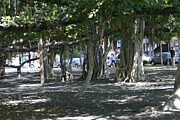 The Banyan Tree Digital Art by Jerry Dalrymple