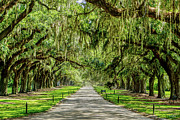 The Beautiful Avenue Of Oaks Photograph by Jennifer White