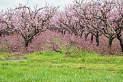 The Blossom Trail - Stewart Road Photograph by Marilyn Cornwell The Blossom Trail - Stewart Road Photograph by Marilyn Cornwell