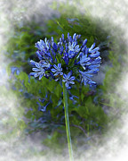 The Blue Bloom In Watercolor Digital Art by Kirt Tisdale