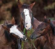 The Blue-Eyed Mare. Photograph by Paul Martin
