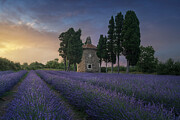 The Bolgheri lavender in Tuscany Photograph by Stefano Orazzini The Bolgheri lavender in Tuscany Photograph by Stefano Orazzini