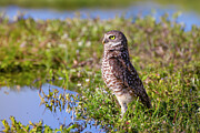 The Burrowing Owl Photograph by Mark Andrew Thomas The Burrowing Owl Photograph by Mark Andrew Thomas