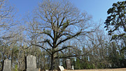 The Cemetery Oak Photograph by Brian Hare The Cemetery Oak Photograph by Brian Hare