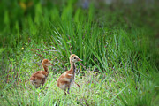 The Colt Siblings Go On An Adventure Photograph by Mary Lou Chmura