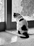 The Contemplative Cat Photograph by Mary Lee Dereske