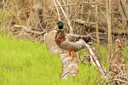 The Drake Photograph by Donna Twiford The Drake Photograph by Donna Twiford