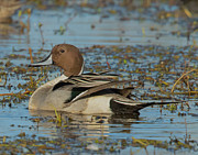 The Drake Photograph by Jim E Johnson