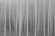 The Dream in black and white Photograph by Kathleen Hoevet