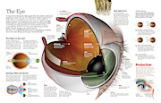 The eye Digital Art by Album