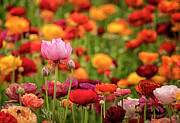 The Flower Fields Ranunculus Flowers 4 Photograph by Lindsay Thomson