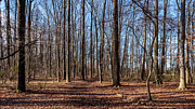 The Forest 2023 Photograph by Louis Dallara The Forest 2023 Photograph by Louis Dallara