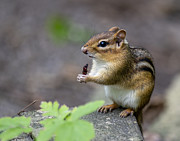 The Forest Cuisine Photograph by Regina Muscarella