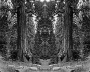 The Forest of the Universe #1 Photograph by Ben Upham III The Forest of the Universe #1 Photograph by Ben Upham III