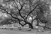 The Gathering Tree - Garner State Park Black and White Edition Photograph by Brigitte Blanchette Thompson