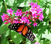 The Good Life -- Golden Longwing Butterfly in Santa Barbara Museum of Natural History, California Photograph by Darin Volpe The Good Life -- Golden Longwing Butterfly in Santa Barbara Museum of Natural History, California Photograph by Darin Volpe
