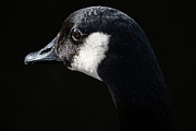 The Goose Photograph by Jerry Cahill