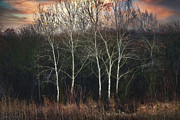 The graceful dance of white birches in the forest Photograph by Dejan Travica