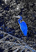 The Great Blue Heron Photograph by Mary Walchuck