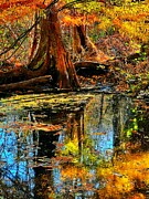 The Great Dismal Swamp  Photograph by Stephen Dorton